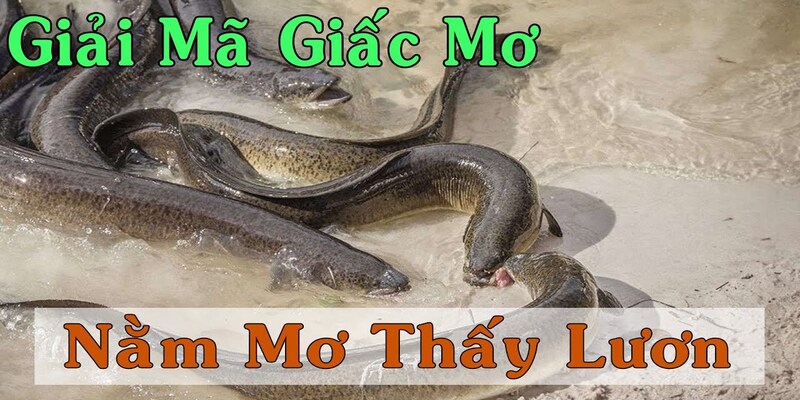 Lý giải ý nghĩa của việc nằm mơ thấy lươn