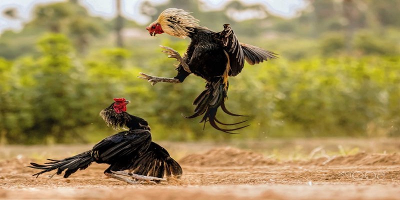 Đá gà trực tuyến Thomo là gì?